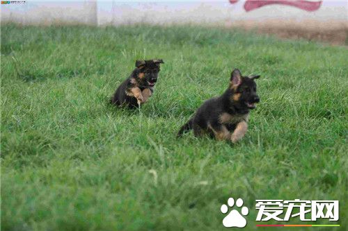 德國牧羊犬狗糧 德國牧羊犬狗糧怎麼選