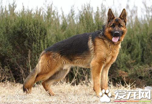 德國牧羊犬狗糧 德國牧羊犬狗糧怎麼選