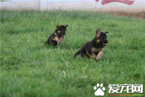 德國牧羊犬多大養合適 生產後30至第40天左右