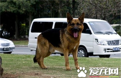 德國牧羊犬多大養合適 生產後30至第40天左右