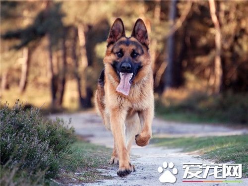德國牧羊犬多大養合適 生產後30至第40天左右