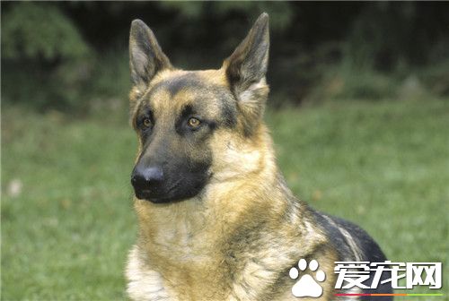 德國牧羊犬的分類 分短毛弓背犬和長毛平背犬