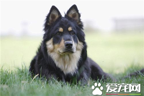 德國牧羊犬的分類 分短毛弓背犬和長毛平背犬