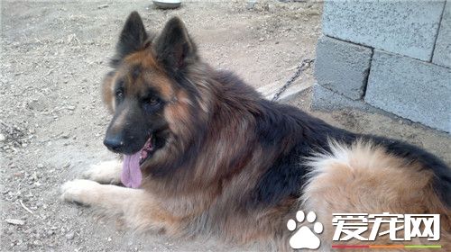 德國牧羊犬的分類 分短毛弓背犬和長毛平背犬