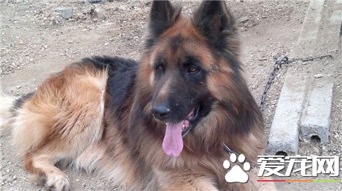 德國牧羊犬打架怎麼樣 德牧打架的解決方法