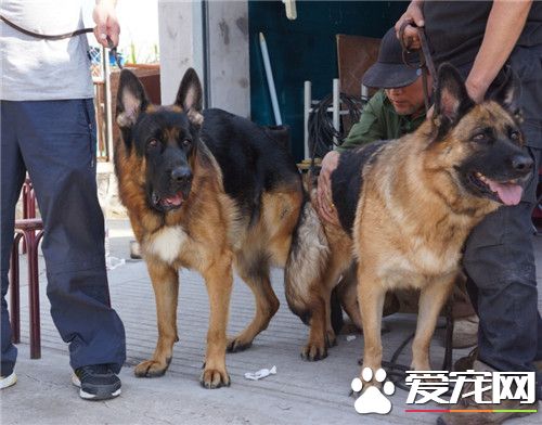 德國牧羊犬打架怎麼樣 德牧打架的解決方法