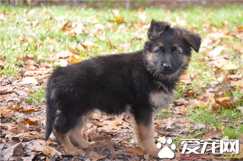 德國牧羊犬打架怎麼樣 德牧打架的解決方法