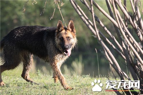 德國牧羊犬40天喂什麼 可以喂食干燥的狗糧