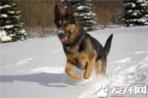 德國牧羊犬40天喂什麼 可以喂食干燥的狗糧