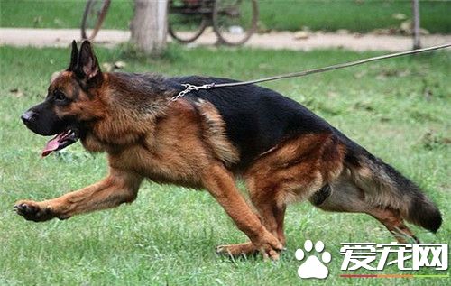 德國牧羊犬40天喂什麼 可以喂食干燥的狗糧
