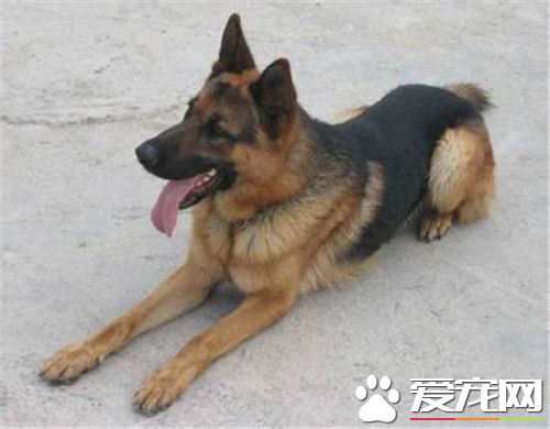 德國牧羊犬25天該怎麼飼養 德牧喂食選擇