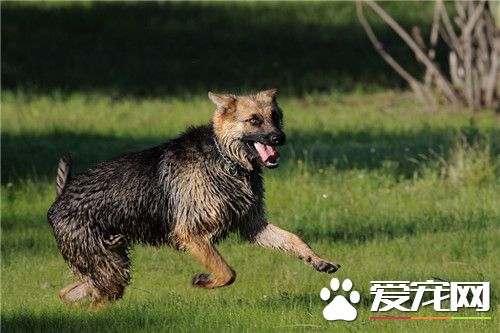 德國牧羊犬25天該怎麼飼養 德牧喂食選擇