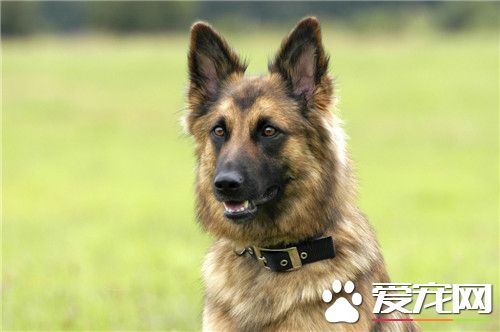 德國牧羊犬25天該怎麼飼養 德牧喂食選擇