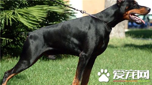 德國杜賓犬有哪些缺點 不容易與其它狗狗相處