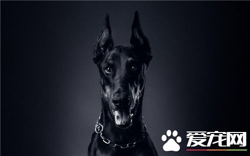 德國杜賓犬有哪些缺點 不容易與其它狗狗相處