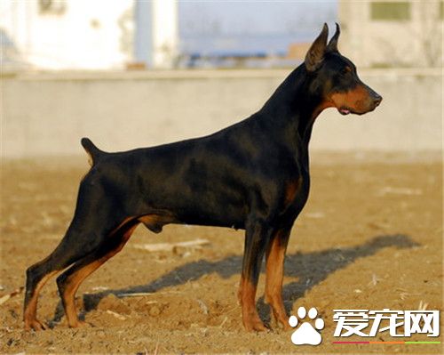 大型杜賓犬好養 在大型犬裡是不好養的