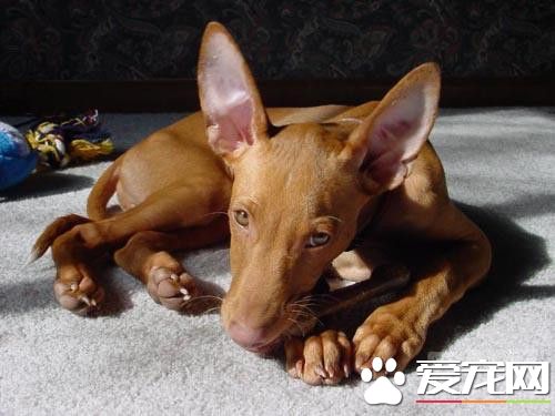 大型法老王獵犬能家養 非常適宜家養的狗狗