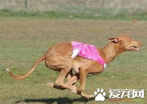 大型法老王獵犬能家養 非常適宜家養的狗狗
