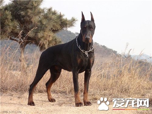 大型杜賓犬好養 在大型犬裡是不好養的