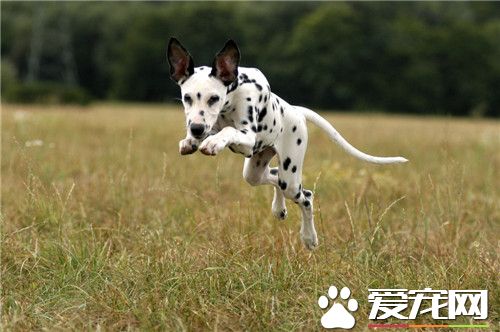 大麥町犬最擅長什麼 大麥町犬具有極大的耐力