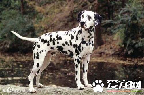 大麥町犬最擅長什麼 大麥町犬具有極大的耐力