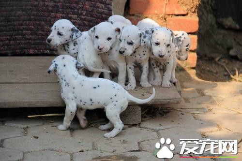 大麥町犬屬什麼犬種 以前被作為馬車的護衛犬