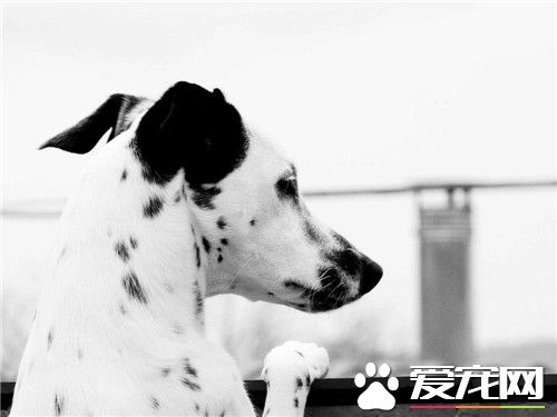 大麥町犬智商排名 大麥町犬智商排名在第39名