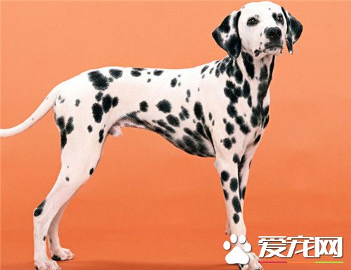 大麥町犬屬什麼犬種 以前被作為馬車的護衛犬