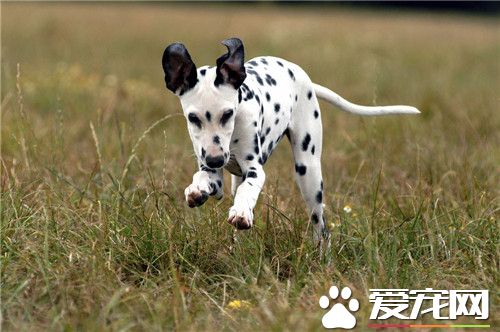大麥町犬智商排名 大麥町犬智商排名在第39名