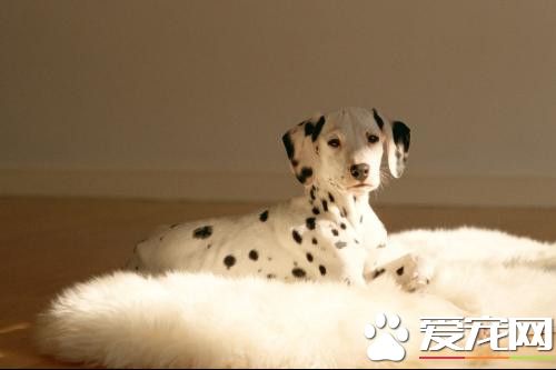 大麥町犬凶嗎 大麥町犬一點都不凶的狗狗