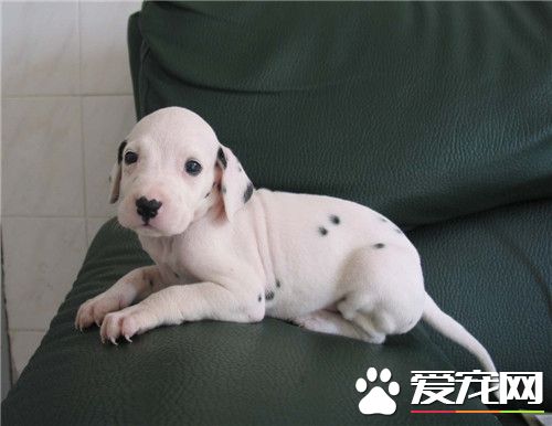 大麥町犬性格 聰明伶俐活潑熱情忠心耿耿