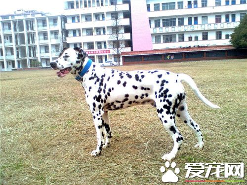 大麥町犬凶嗎 大麥町犬一點都不凶的狗狗