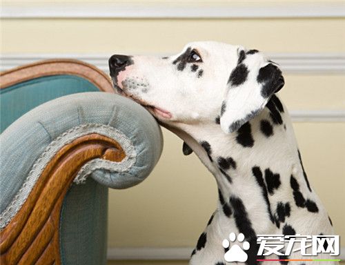 大麥町犬性格 聰明伶俐活潑熱情忠心耿耿