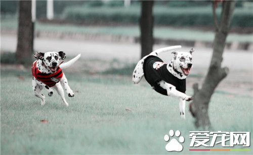 大麥町犬習性 大麥町在生活中非常的依戀主人