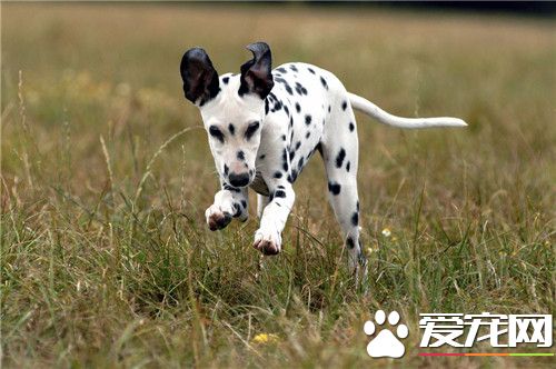 大麥町犬為何不讓養 危險系數高食量大