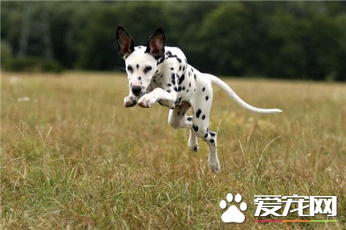 大麥町犬為何不讓養 危險系數高食量大