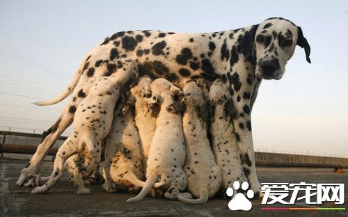 大麥町犬為何不讓養 危險系數高食量大