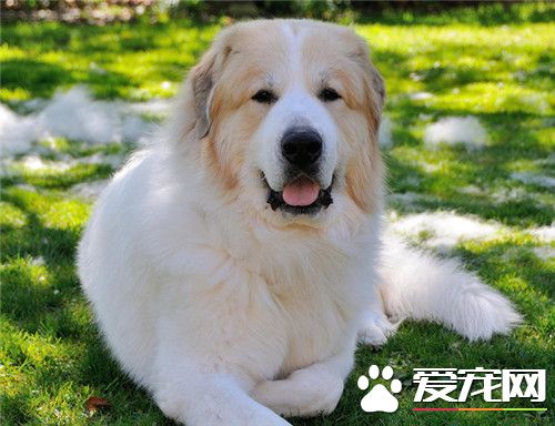 大白熊犬起什麼名字 可以起個簡單上口的名字