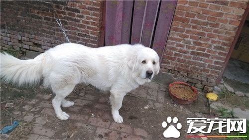 大白熊犬起什麼名字 可以起個簡單上口的名字