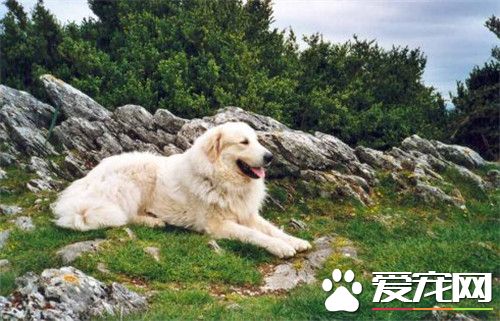 大白熊犬排名 世界犬類智商排名第64位