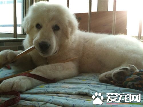 大白熊犬起什麼名字 可以起個簡單上口的名字