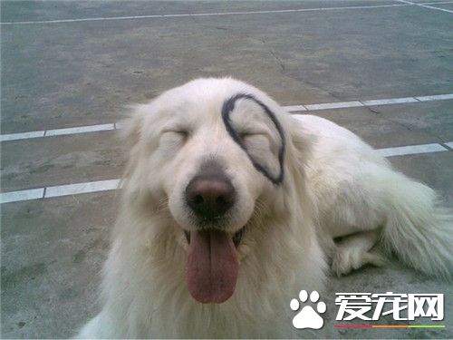 大白熊犬能長到多大 雄性肩高在69到81厘米