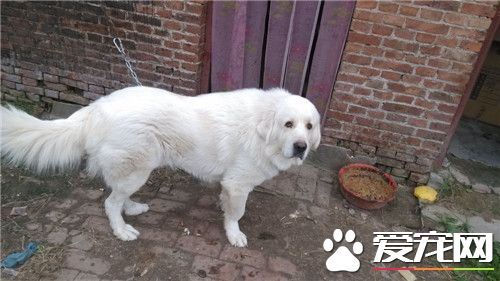 大白熊犬能長到多大 雄性肩高在69到81厘米