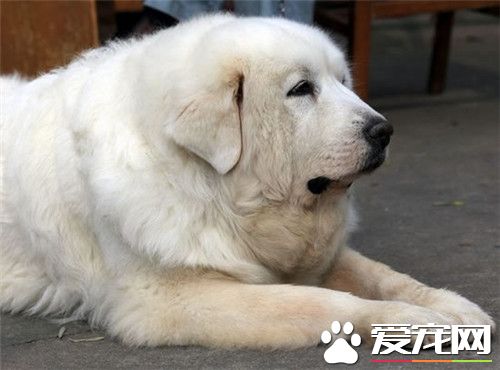 大白熊犬看家能力 看家能力中等具有辨識能力
