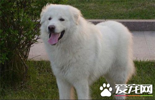大白熊犬看家能力 看家能力中等具有辨識能力