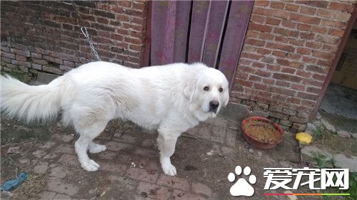 大白熊犬就是雪獒嗎 完全不同的兩個狗品種