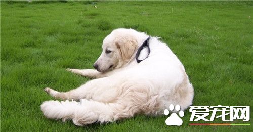 大白熊犬就是雪獒嗎 完全不同的兩個狗品種