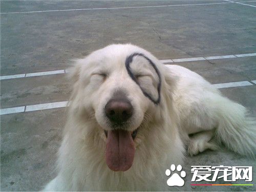 大白熊犬幾個月換牙 一般4到5個月就換牙