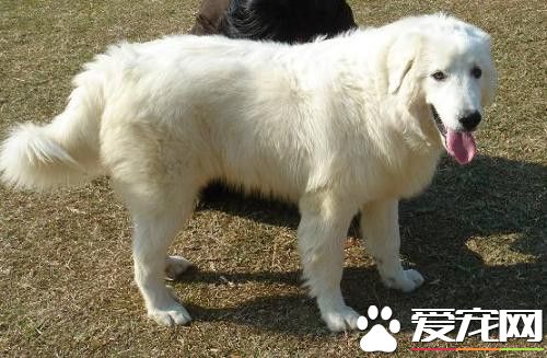 大白熊犬幾個月換牙 一般4到5個月就換牙