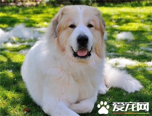 大白熊犬幾個月換牙 一般4到5個月就換牙